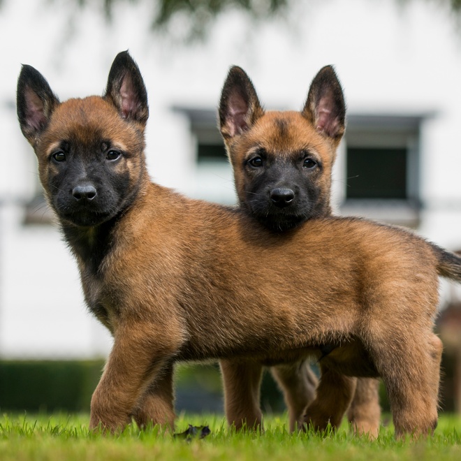 Deux chiots Malinois qui regardent le photographe