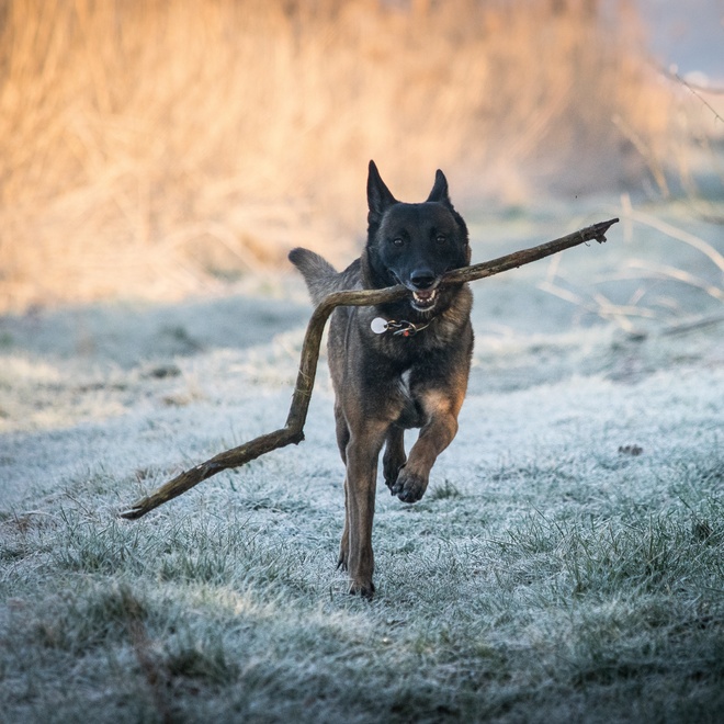 Un Malinois qui court avec une grande branche dans la gueule