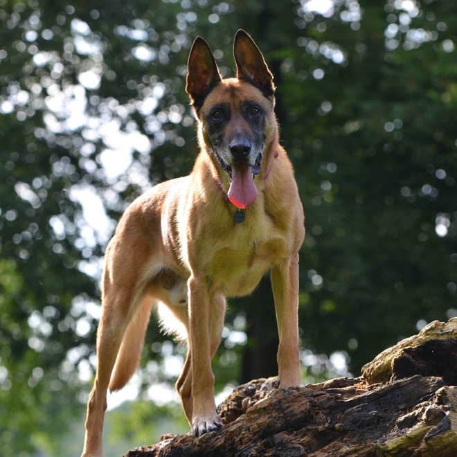 Un Malinois debout sur une branche d'arbre