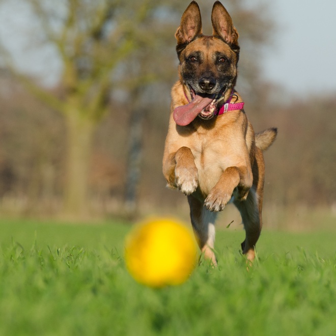 Un Malinois qui court après une balle jaune