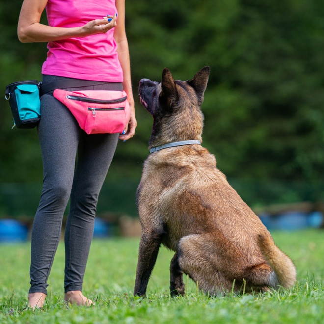 Un Malinois qui est en cours de dressage