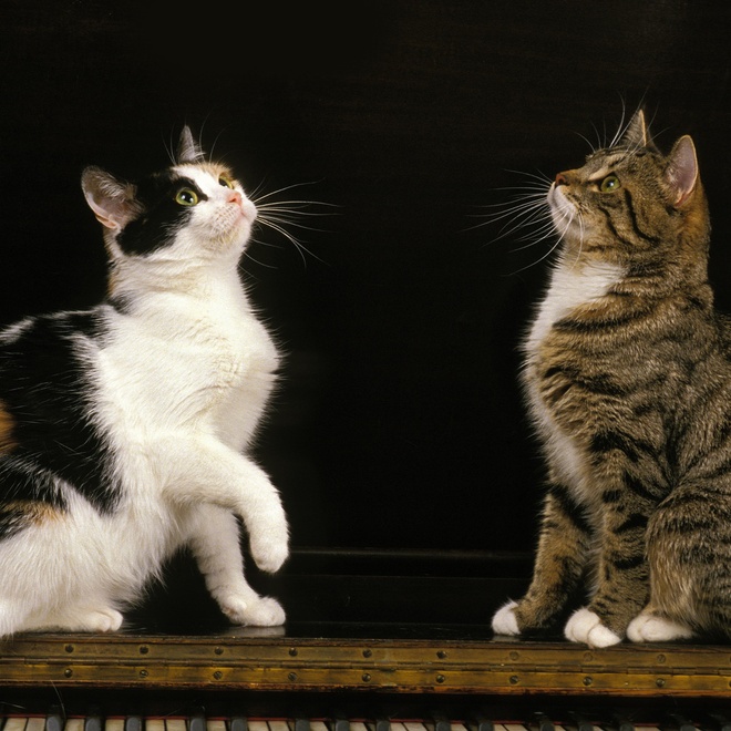 Two Manx cats playing together