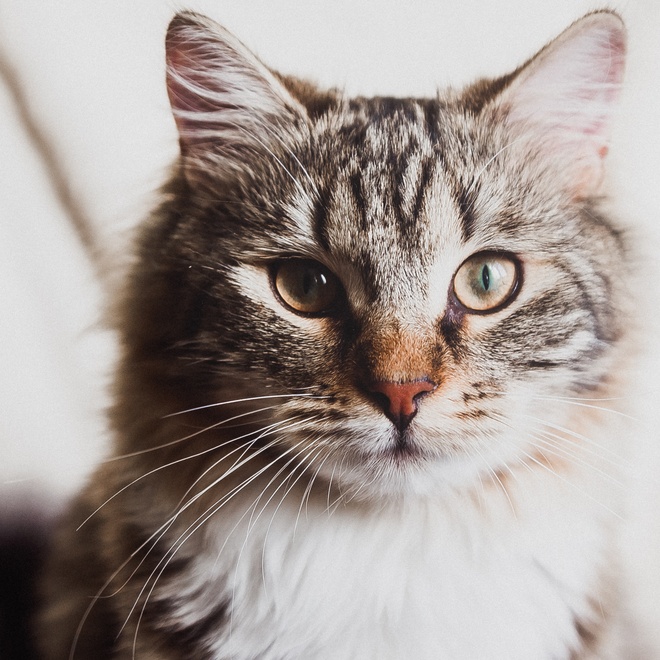 Cute portrait of a Manx