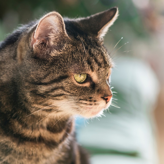 A curious Manx observing something