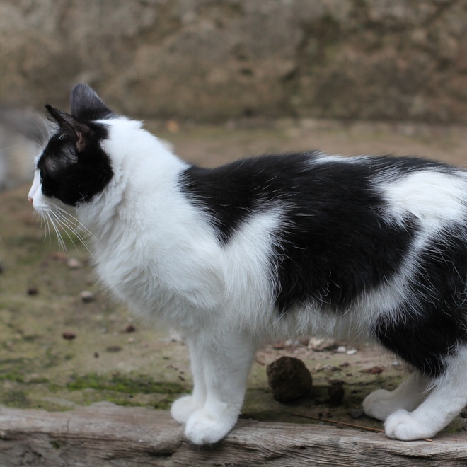 A black and white Manx outside