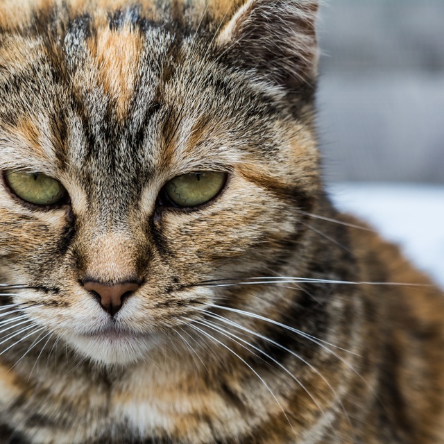 Porträt einer Manx Katze