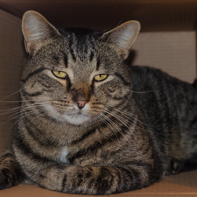Grey manx sleeping in a box
