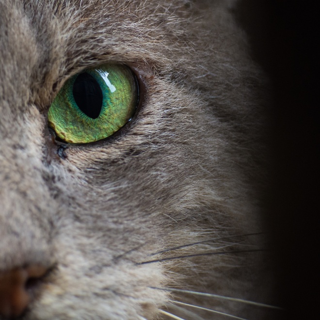 Grey Manx with green eyes