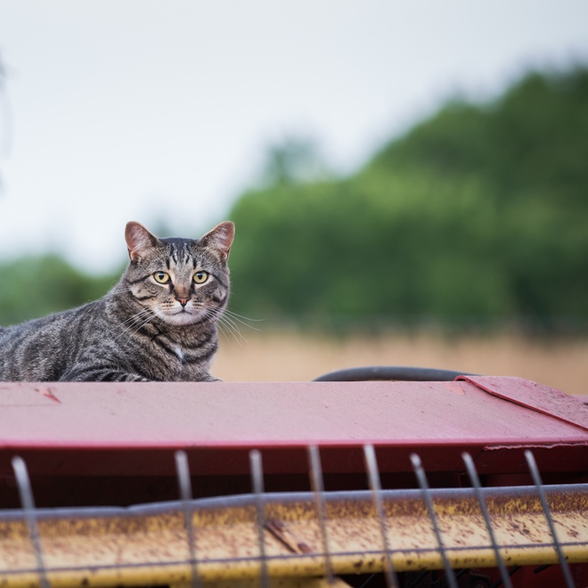 Grey Manx outside