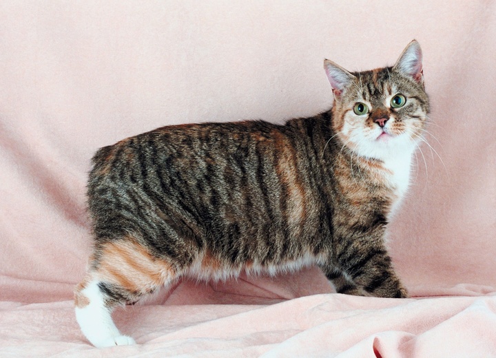 Eine Manx Katze auf rosa Hintergrund