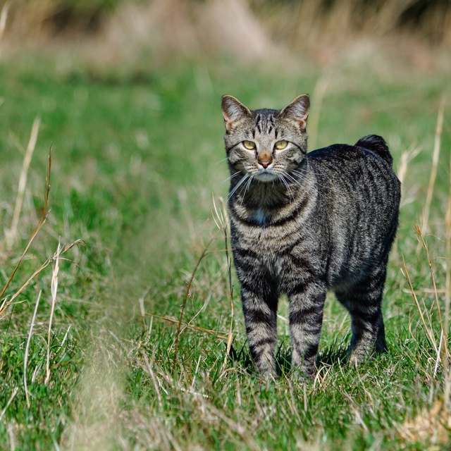 Eine Manx Katze im Gras