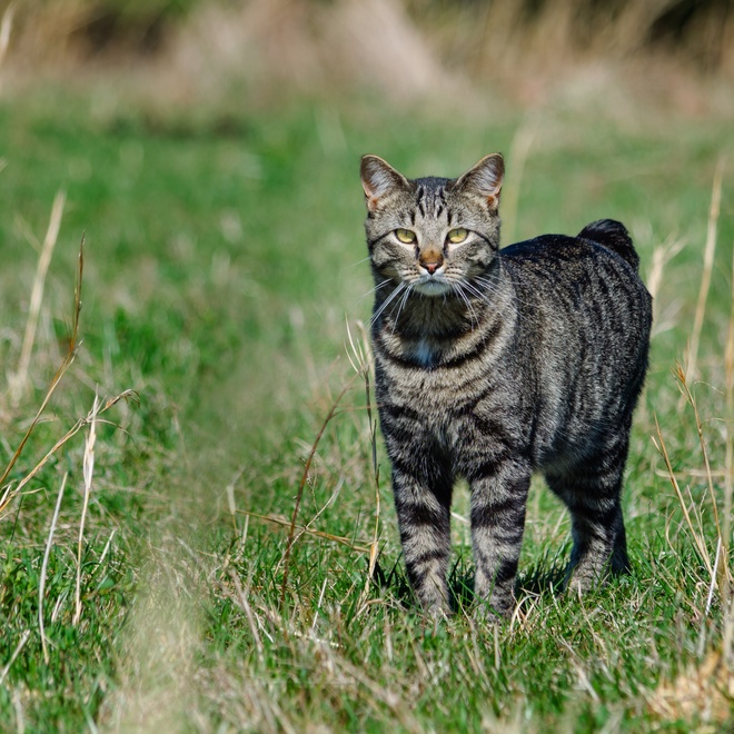 A Manx standing in the grass