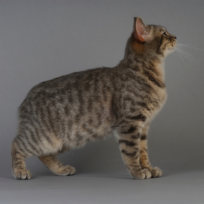 A standing Manx ready to jump