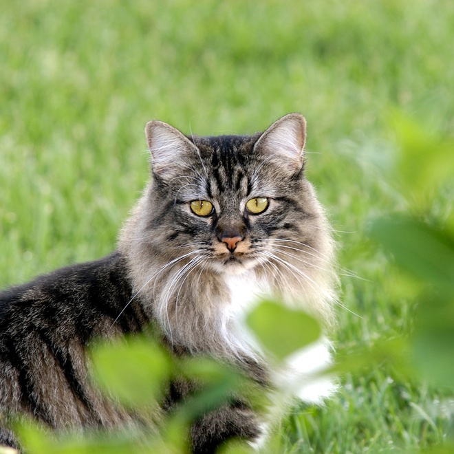 Portrait of a manx's face
