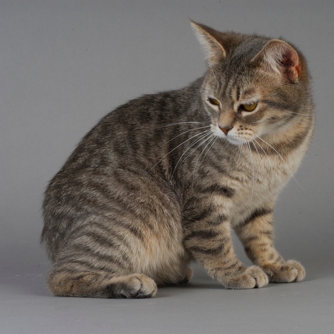 Grey manx sitting on the floor