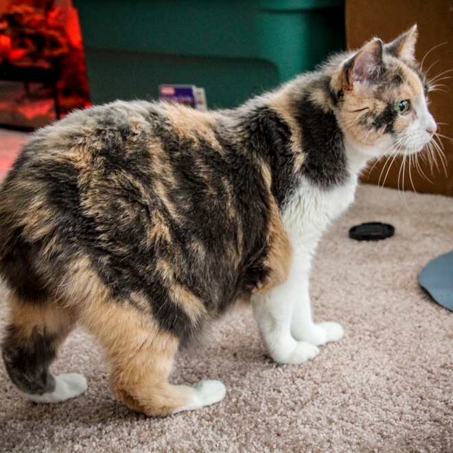 A multicoloured Manx walking