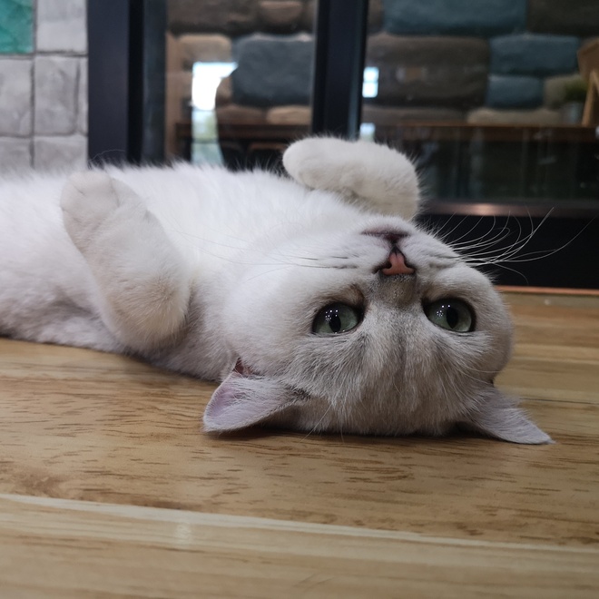 A Munchkin lying on its back with its legs in the air