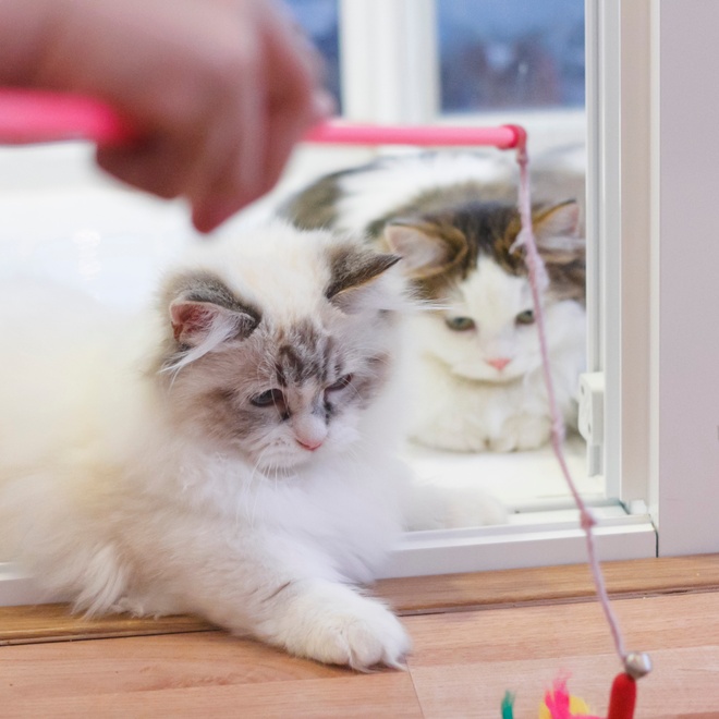 Two Munchkin playing