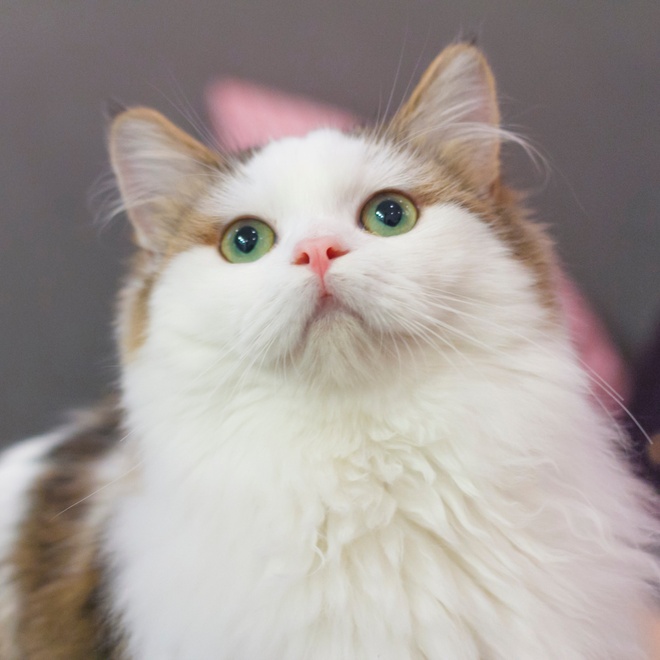 A beautiful green-eyed Munchkin looking up