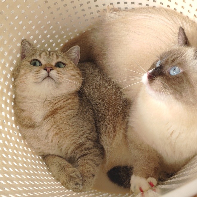 Two Munchkins playing in a basket