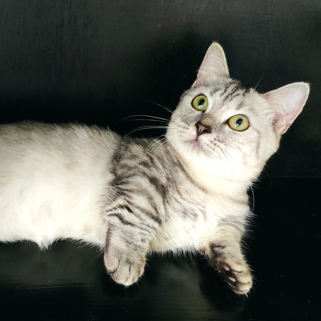 An elongated grey striped Munchkin looking up