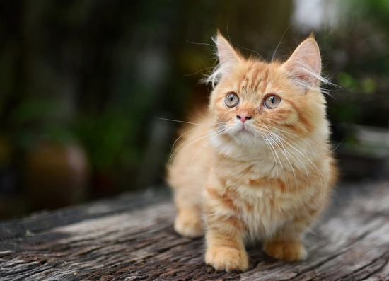Munchkin Cat: Breed Information and Personality