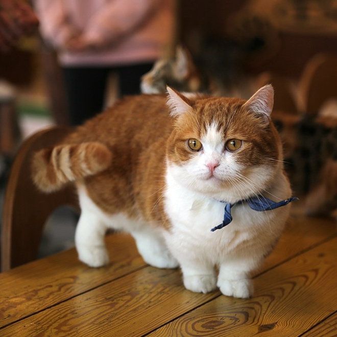 A white and brown Munchkin wearing a blue collar