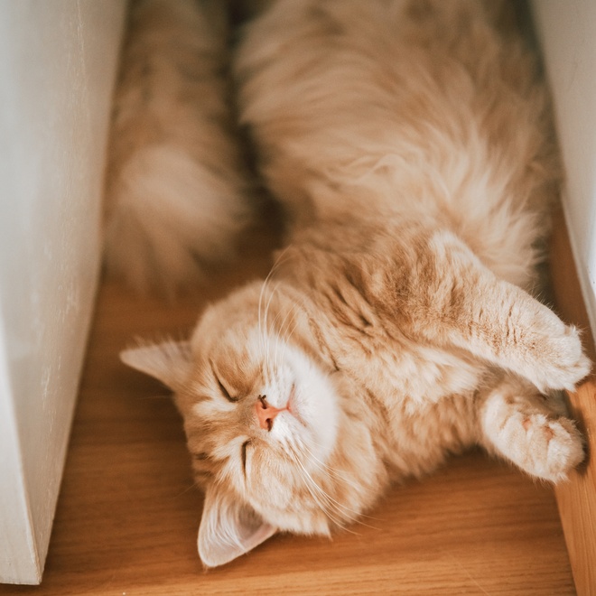 A Munchkin lying down, eyes closed