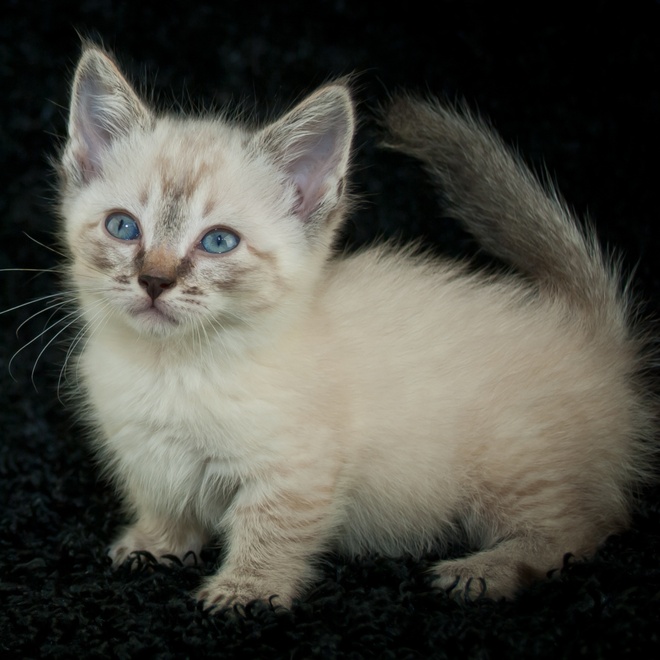 A white Munchkin kitten with blue eyes