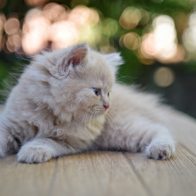 A Munchkin kitten lying on a table