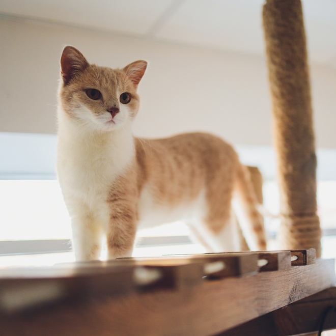 A beige and white Munchkin standing on a cat tree
