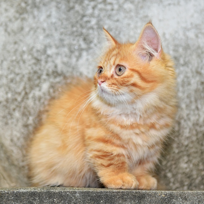 A little seated Munchkin