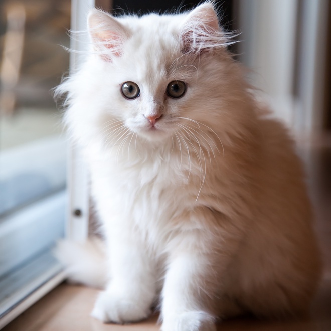 A white long-haired Munchkin