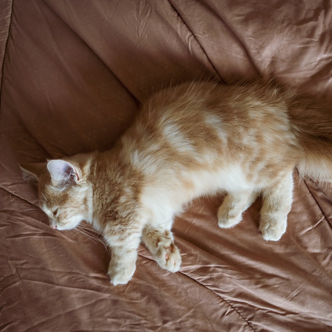 A Munchkin lying on a bed sleeping