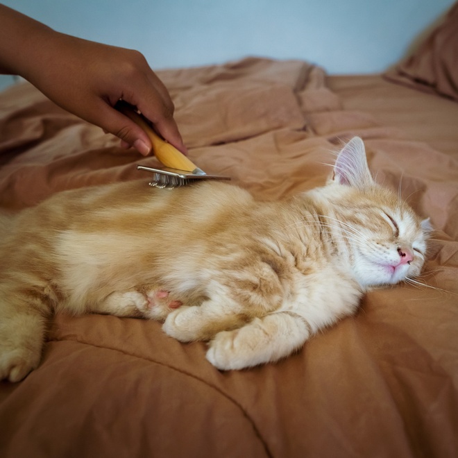 A red Munchkin being brushed