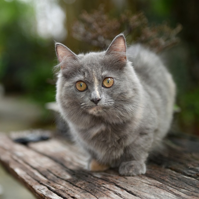A grey Munchkin looking straight ahead