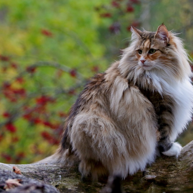 Eine Norwegische Katze sitzt im Wald
