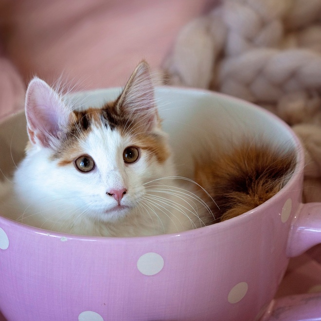 Eine kleine weiße Norwegische Katze, die in einer Tasse sitzt