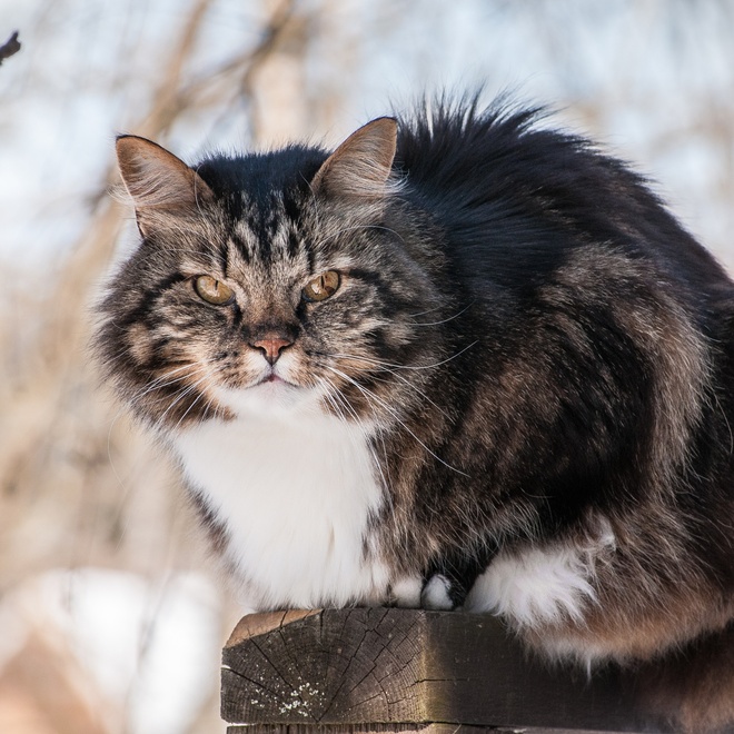 Eine Norwegische Katze sitzt draußen und schaut in die Kamera
