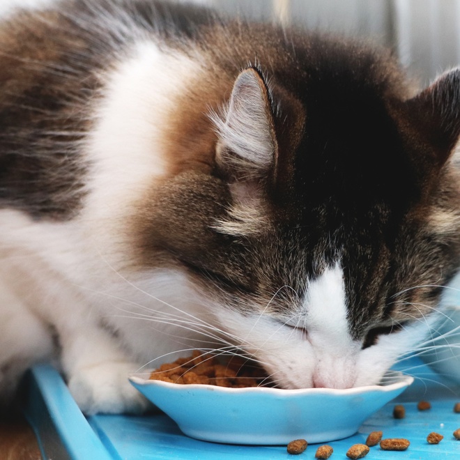 Eine Norwegische Katze frisst sein Trockenfutter