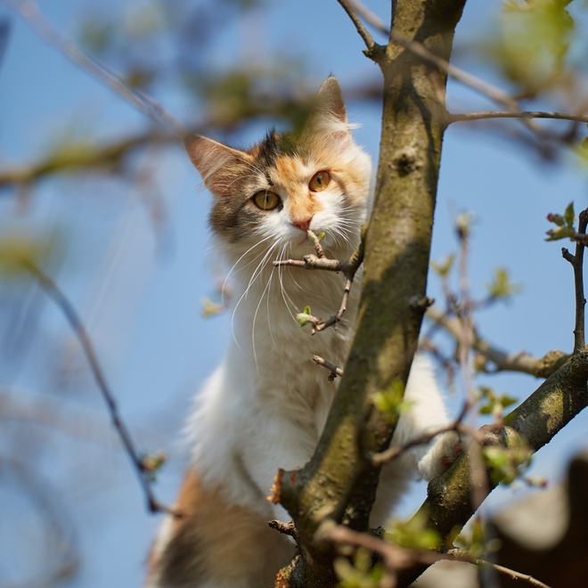 Eine Norwegische Katze, die in den Bäumen spielt