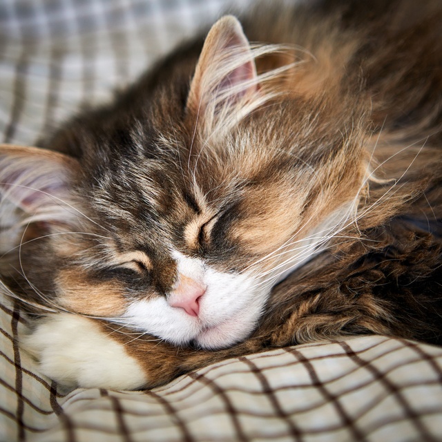 A Norwegian cat sleeping