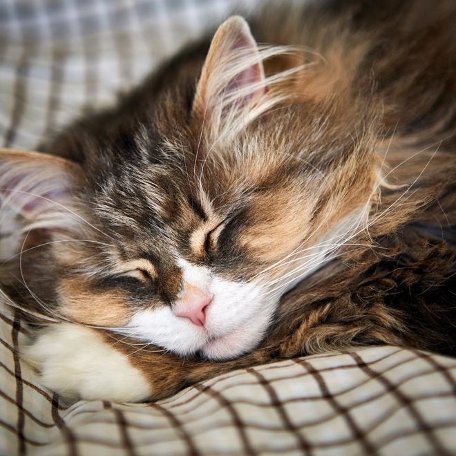 Eine Norwegische Katze schläft