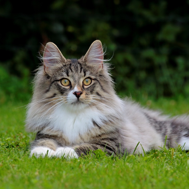 Eine wunderschöne Norwegische Katze liegt auf einer Wiese