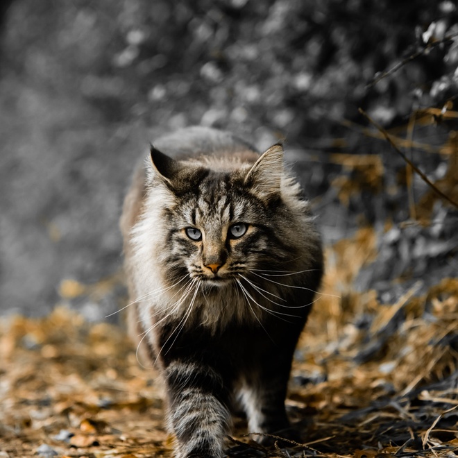 Eine graue Norwegische Katze, die im Wald spazieren geht