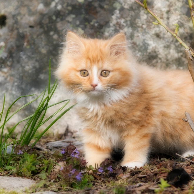A red Nowegian kitten in nature