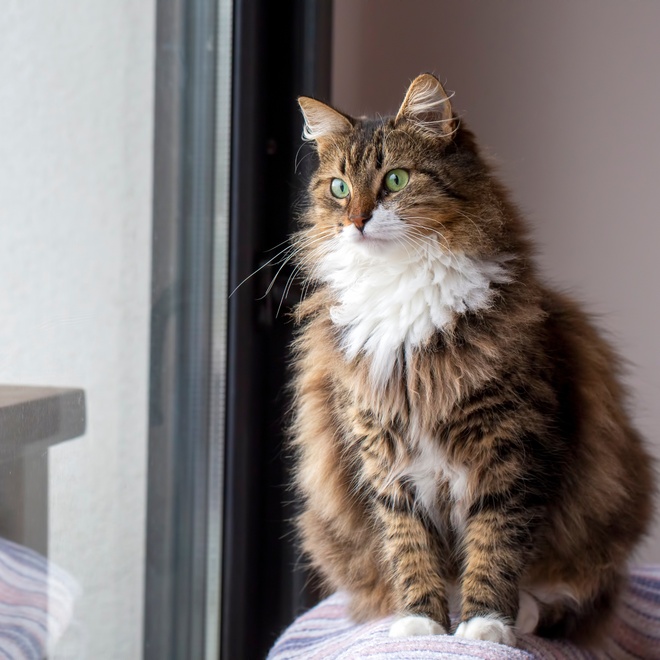 Das Porträt einer Norwegischen Katze, die an einem Fenster sitzt