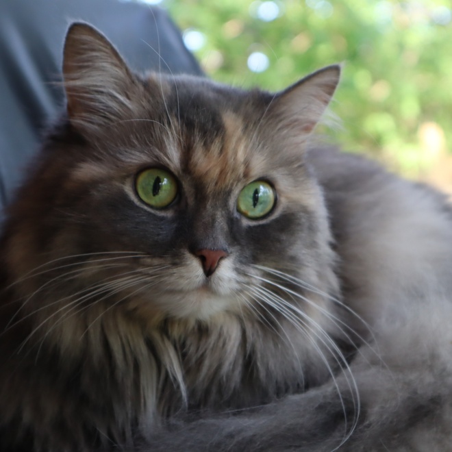 Porträt einer grünäugigen Norwegischen Katze
