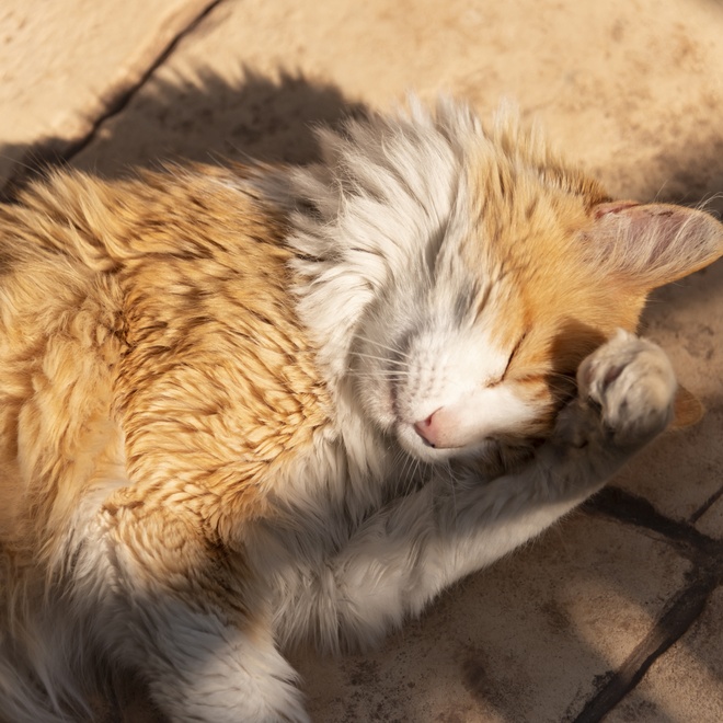 Eine Norwegische Katze wäscht sich auf dem Boden