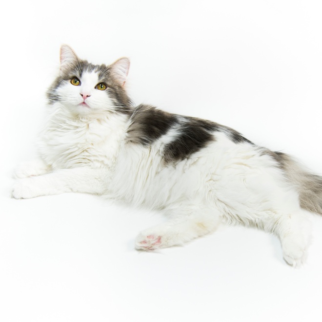 Eine Norwegische Katze liegt auf dem Boden